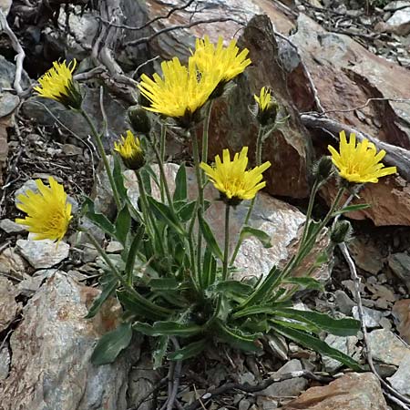 Hieracium pilosum \ Wollk�pfiges Habichtskraut, Moris-Habichtskraut / Moris' Hawkweed, Fimbriate-Pitted Hawkweed, I Passo di Gavia 6.7.2026