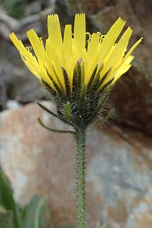 Hieracium pilosum \ Wollk�pfiges Habichtskraut, Moris-Habichtskraut / Moris' Hawkweed, Fimbriate-Pitted Hawkweed, I Passo di Gavia 6.7.2026