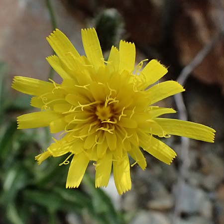 Hieracium pilosum \ Wollk�pfiges Habichtskraut, Moris-Habichtskraut / Moris' Hawkweed, Fimbriate-Pitted Hawkweed, I Passo di Gavia 6.7.2026