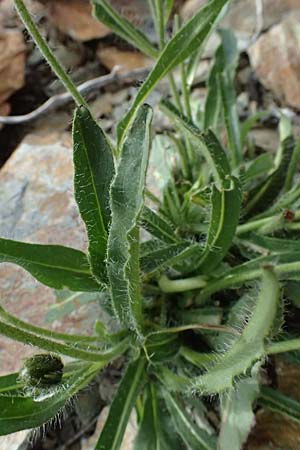 Hieracium pilosum \ Wollk�pfiges Habichtskraut, Moris-Habichtskraut / Moris' Hawkweed, Fimbriate-Pitted Hawkweed, I Passo di Gavia 6.7.2026