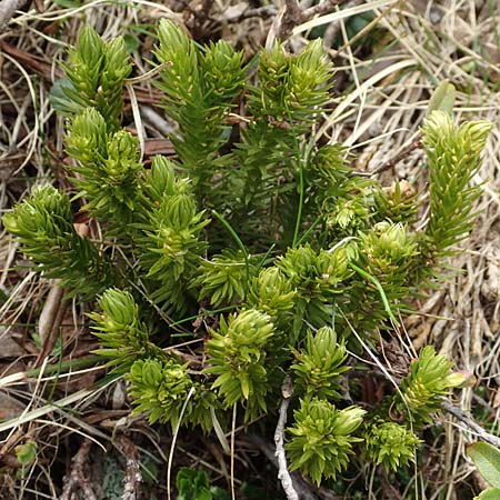 Huperzia selago \ Tannen-Brlapp / Fir Clubmoss, I Passo San Marco 10.6.2017