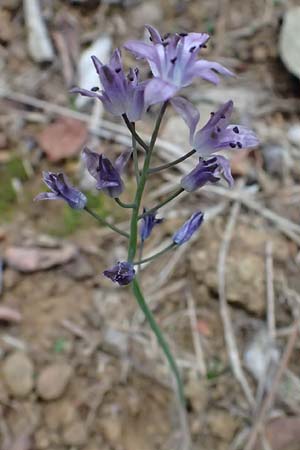 Scilla autumnalis \ Herbst-Blaustern / Autumn Squill, I Liguria, Bonassola 4.10.2023