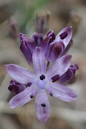Scilla autumnalis \ Herbst-Blaustern / Autumn Squill, I Liguria, Bonassola 4.10.2023