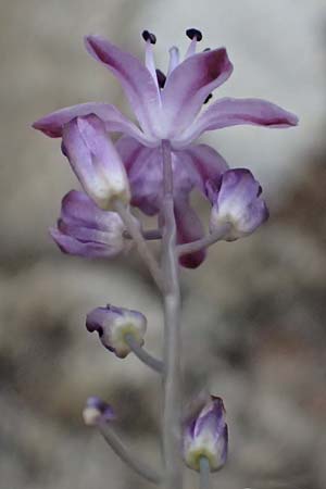 Scilla autumnalis \ Herbst-Blaustern / Autumn Squill, I Liguria, Bonassola 4.10.2023