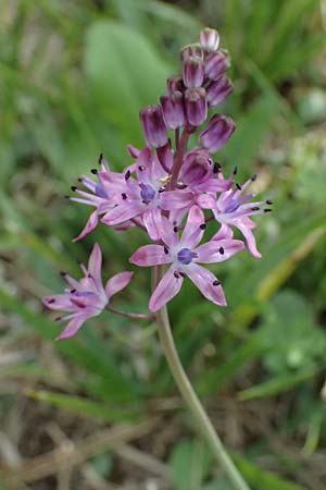 Scilla autumnalis \ Herbst-Blaustern / Autumn Squill, I Liguria, Levanto 4.10.2023