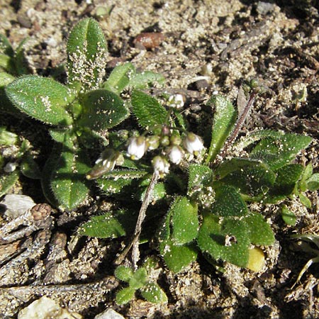 Draba verna agg. \ Frhlings-Hungerblmchen / Common Whitlowgrass, I Jesolo 17.2.2007