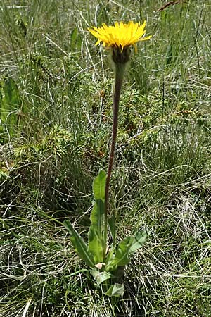 Trommsdorffia uniflora \ Einbl�tiges Ferkelkraut / One-Headed Cat's-Ear, Giant Cat's-Ear, I Bormio 9.7.2026