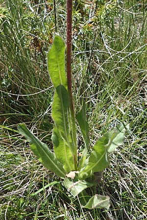 Trommsdorffia uniflora \ Einbl�tiges Ferkelkraut / One-Headed Cat's-Ear, Giant Cat's-Ear, I Bormio 9.7.2026