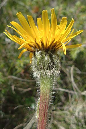 Trommsdorffia uniflora \ Einbl�tiges Ferkelkraut / One-Headed Cat's-Ear, Giant Cat's-Ear, I Bormio 9.7.2026
