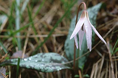 Erythronium dens-canis \ Hunds-Zahnlilie / Dog's Tooth Violet, I Gardasee / Lago del Benaco 15.4.2000