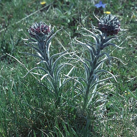 Cynoglossum apenninum \ Apennin-Hundszunge / Apennine Hound's-Tongue, I Campo Imperatore 22.5.2005