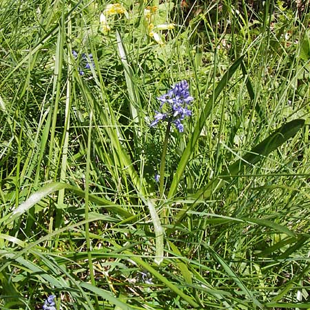 Hyacinthoides italica \ Italienisches Hasengl�ckchen / Italian Bluebell, I Liguria, Molini di Triora 26.5.2013