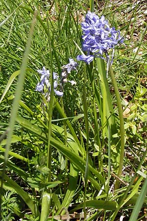 Hyacinthoides italica \ Italienisches Hasengl�ckchen / Italian Bluebell, I Liguria, Molini di Triora 26.5.2013