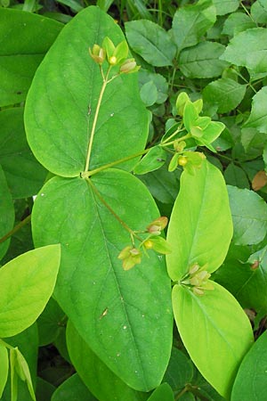 Hypericum androsaemum \ Blut-Johanniskraut, Mannsblut / Tutsan, I Finale Ligure 31.5.2013