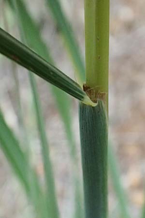 Hyparrhenia hirta \ Behaartes Kahngras / Thatching Grass, Coolatai Grass, I Liguria, Bonassola 4.10.2023