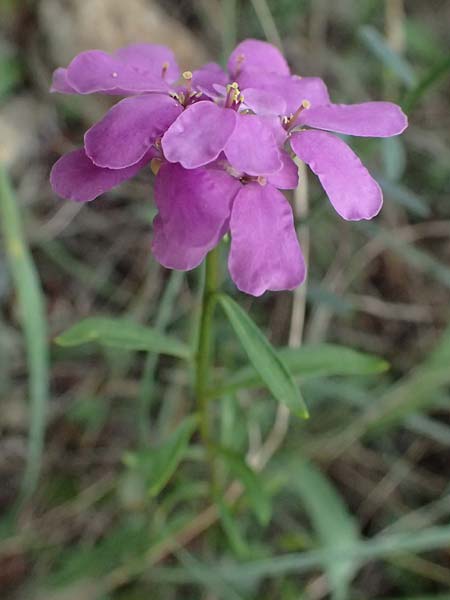 Iberis umbellata \ Dolden-Schleifenblume / Garden Candytuft, I Liguria, Levanto 4.10.2023