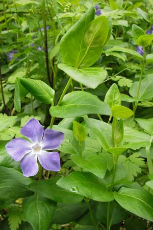 Vinca major \ Groes Immergrn / Greater Periwinkle, I Liguria, Altare 25.5.2013