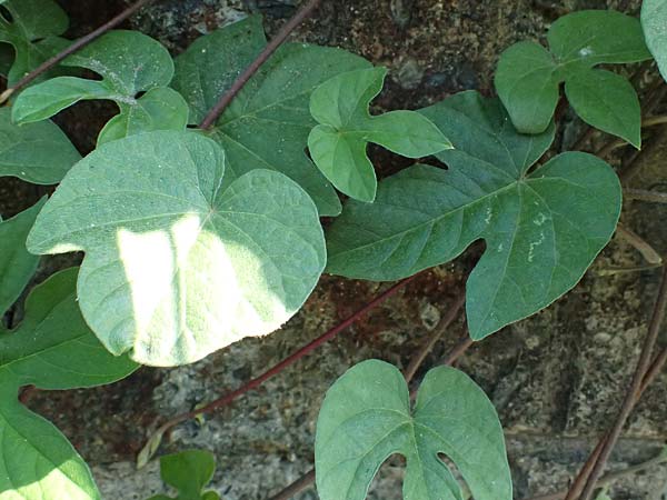 Ipomoea purpurea \ Trichter-Winde, Violette Prunk-Winde / Purple Morning Glory, I Liguria, Sestri Levante 3.10.2023