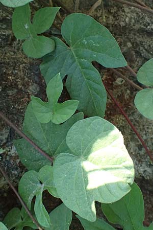Ipomoea purpurea \ Trichter-Winde, Violette Prunk-Winde / Purple Morning Glory, I Liguria, Sestri Levante 3.10.2023