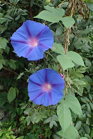 Ipomoea purpurea \ Trichter-Winde, Violette Prunk-Winde / Purple Morning Glory, I Liguria, Bonassola 4.10.2023