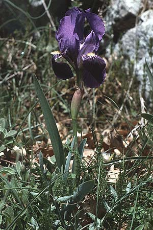 Iris bicapitata \ Zweibl&uuml;tige Schwertlilie / Two-flowered Iris, I Promontorio del Gargano,  Monte Calvo 2.5.1985