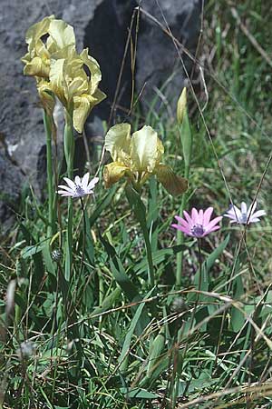 Iris lutescens \ Thyrrenische Zwerg-Iris, Gelbliche Schwertlilie / Dwarf Bearded Iris, I Toscana,  Alberese 28.3.1998
