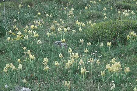 Iris pseudopumila \ Sizilianische Zwerg-Iris / Sicilian Dwarf Iris, I Promontorio del Gargano,  San Salvatore 9.4.1998