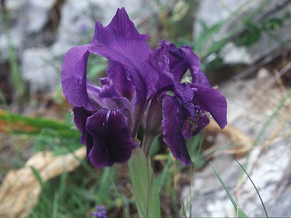 Iris bicapitata \ Zweibl&uuml;tige Schwertlilie / Two-flowered Iris, I Promontorio del Gargano, Monte S.  Angelo 11.4.1998