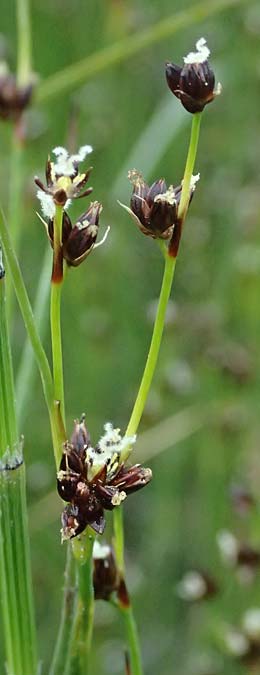 Juncus alpinoarticulatus \ Gebirgs-Binse / Northern Green Rush, I Passo del Tonale 11.7.2026