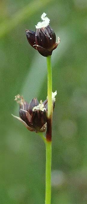 Juncus alpinoarticulatus \ Gebirgs-Binse / Northern Green Rush, I Passo del Tonale 11.7.2026