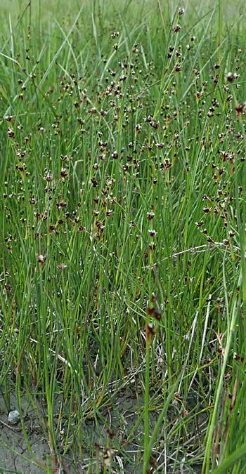 Juncus alpinoarticulatus \ Gebirgs-Binse / Northern Green Rush, I Passo del Tonale 11.7.2026