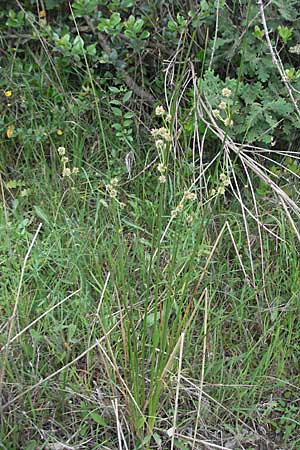 Scirpoides holoschoenus \ Kugelbinse / Round-Headed Club-Rush, I Passignano 1.6.2007