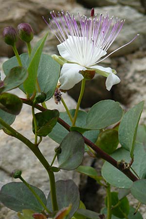 Capparis spinosa subsp. rupestris \ &Ouml;stlicher Kapernstrauch / Spineless Caper, I Liguria, Noli 25.5.2013