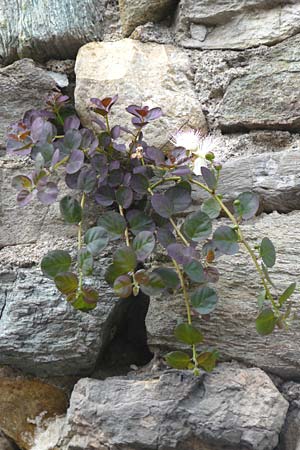 Capparis spinosa subsp. rupestris \ &Ouml;stlicher Kapernstrauch / Spineless Caper, I Liguria, Noli 25.5.2013