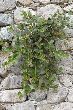 Capparis spinosa subsp. rupestris \ &Ouml;stlicher Kapernstrauch / Spineless Caper, I Liguria, Noli 25.5.2013