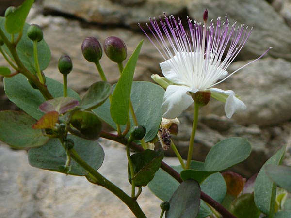 Capparis spinosa subsp. rupestris \ &Ouml;stlicher Kapernstrauch / Spineless Caper, I Liguria, Noli 25.5.2013