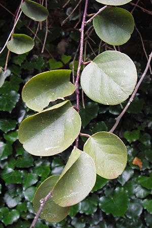 Capparis spinosa subsp. rupestris \ &Ouml;stlicher Kapernstrauch / Spineless Caper, I Liguria, Noli 25.5.2013