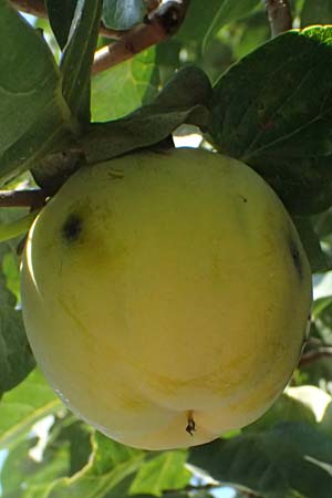 Diospyros kaki \ Kaki-Pflaume / Kaki Persimmon, Japanese Persimmon, I Liguria, Sestri Levante 3.10.2023