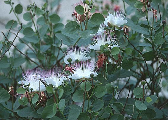 Capparis spinosa subsp. rupestris ? \ &Ouml;stlicher Kapernstrauch / Spineless Caper, I Insel/island Elba 19.6.1996