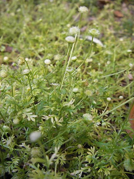 Cotula australis \ Australische Laugenblume, Fiederpolster / Common Cotula, Southern Waterbuttons, I Liguria, Borghetto Santo Spirito 20.5.2013