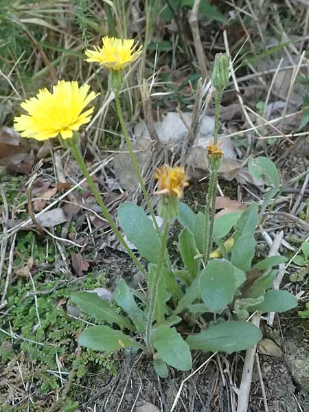 Crepis foetida \ Stink-Pippau / Stinking Hawk's-Beard, I Liguria, Moneglia 26.9.2023