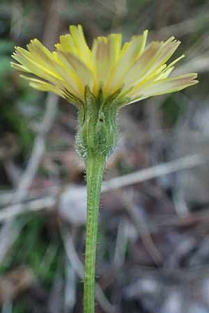 Crepis foetida \ Stink-Pippau / Stinking Hawk's-Beard, I Liguria, Moneglia 26.9.2023