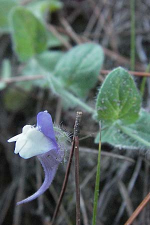 Kickxia commutata \ Ver&auml;ndertes T&auml;nnelkraut / Perennial Fluellen, I Ancona 30.5.2007
