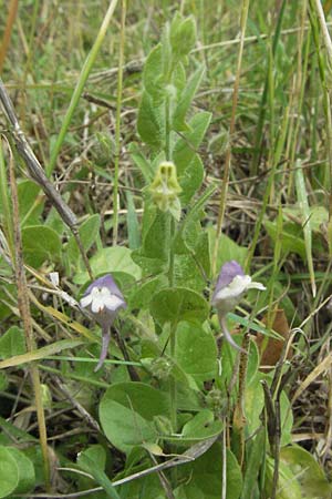 Kickxia commutata \ Ver&auml;ndertes T&auml;nnelkraut / Perennial Fluellen, I Passignano 1.6.2007