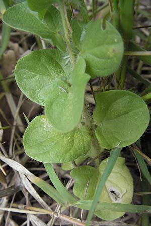 Kickxia commutata \ Ver&auml;ndertes T&auml;nnelkraut / Perennial Fluellen, I Passignano 1.6.2007