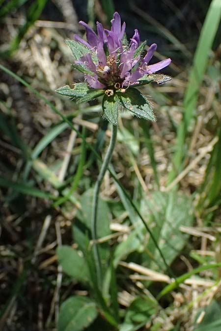 Knautia drymeia subsp. drymeia \ Ungarische Witwenblume, Balkan-Witwenblume / Hungarian Widow Flower, I Liguria, Monte Beigua 2.10.2023