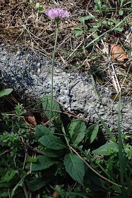 Knautia drymeia subsp. drymeia \ Ungarische Witwenblume, Balkan-Witwenblume / Hungarian Widow Flower, I Liguria, Monte Beigua 2.10.2023