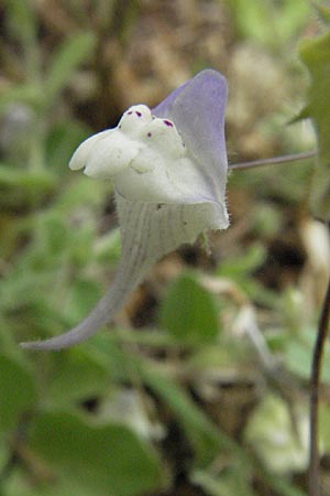 Kickxia commutata \ Ver&auml;ndertes T&auml;nnelkraut / Perennial Fluellen, I Ancona 29.5.2007