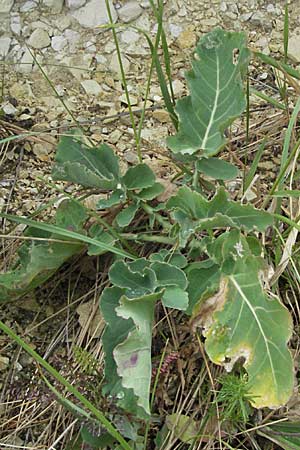 Brassica oleracea \ Klippen-Kohl, Wild-Kohl / Wild Cabbage, I Ancona 29.5.2007