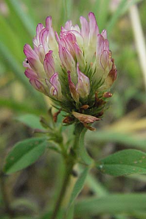 Trifolium echinatum \ Igel-Klee / Hedgehog Clover, Prickly Clover, I Passignano 1.6.2007